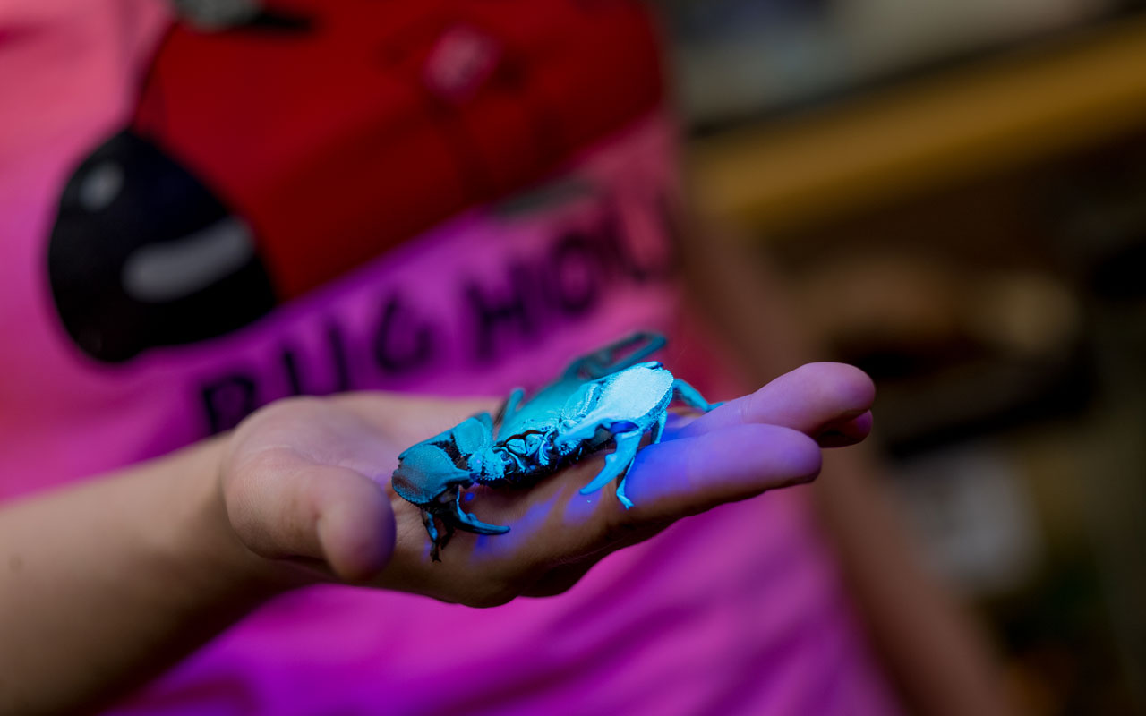 MSU Bug House - Volunteer holding a Scorpion under blacklight