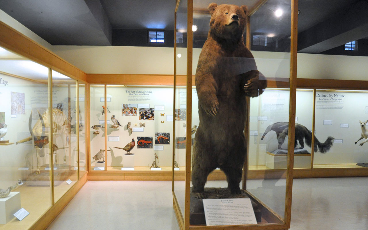 MSU Museum - Brown Bear