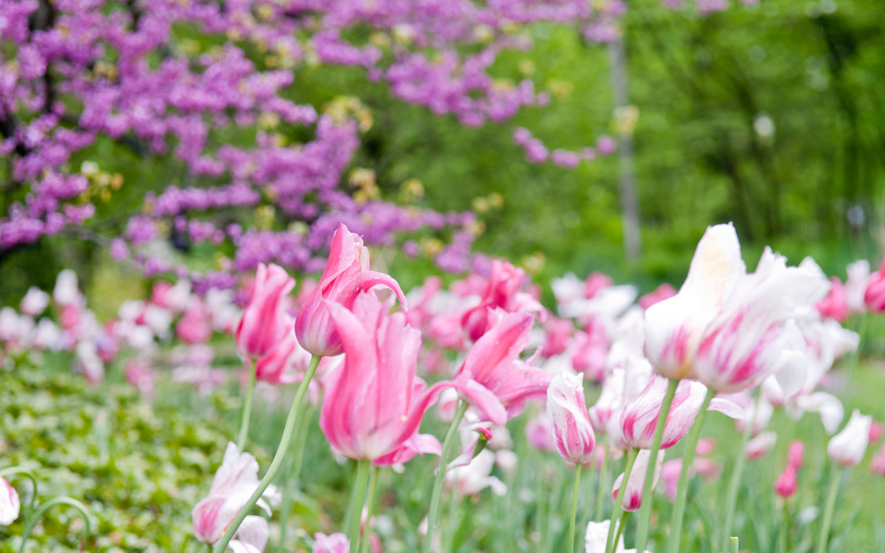 W.J. Beal Botanical Garden and Campus Arboretum - Pink and White Tulips